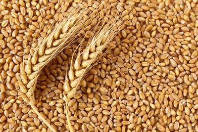 Buy top-class wheat with futuristic milling automation from Eagle Asia, the prime Durum wheat supplier